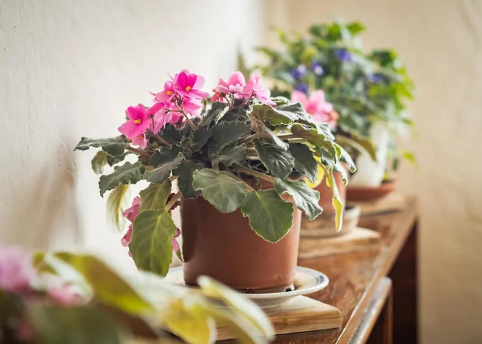 за гости божана